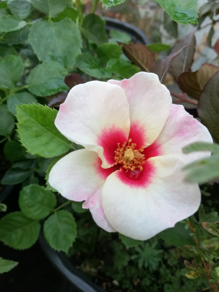 Роза 'Eyes on Me®', посажена в горшок в конце июня. ередина сентября