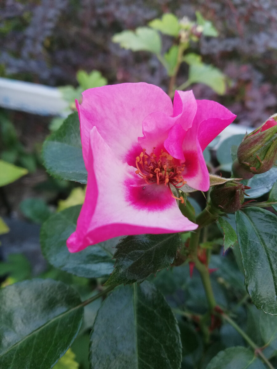 Роза 'Aria Babylon Eyes®', посажена в горшок в конце июня. Середина сентября