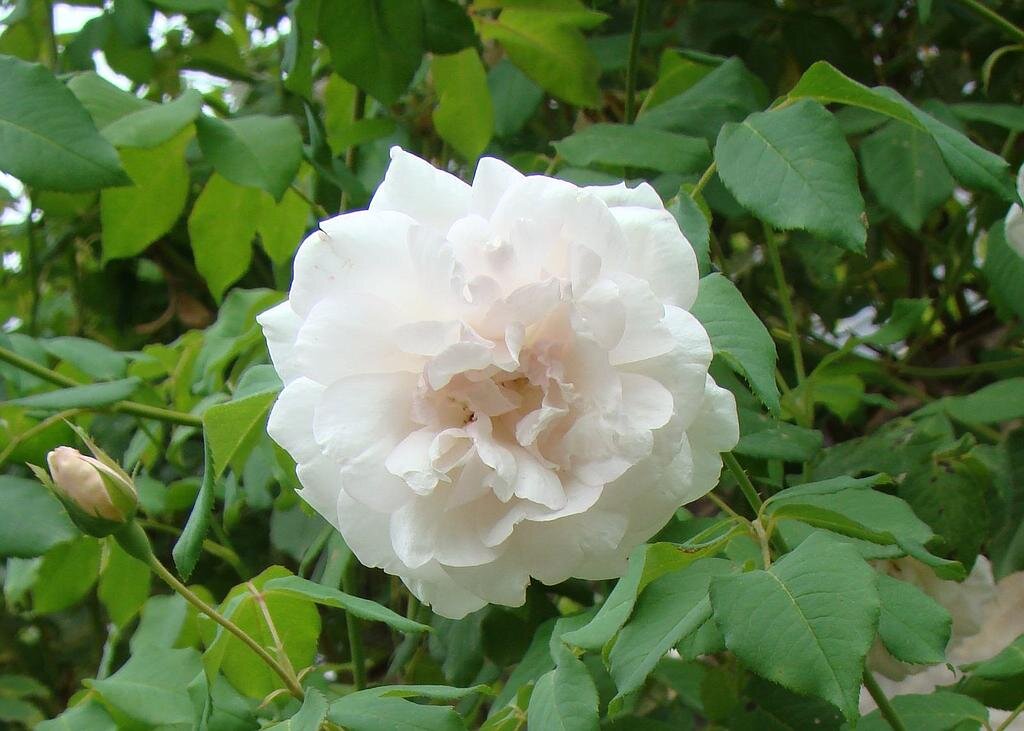 Роза 'Madame Alfred Carriere', фото с сайта питомника Lens