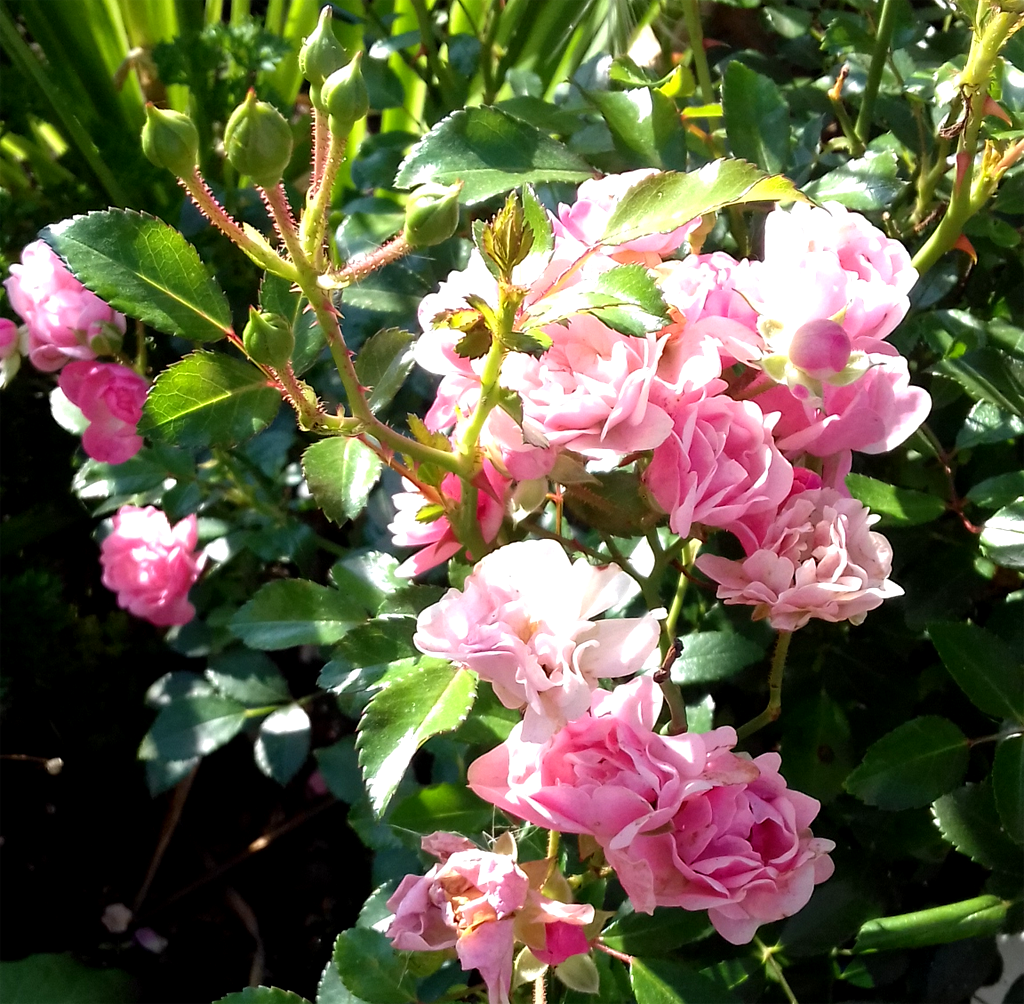 The Fairy, Bentall, 1932, Полиантовые фото автора)