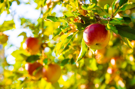 Август был урожайным...