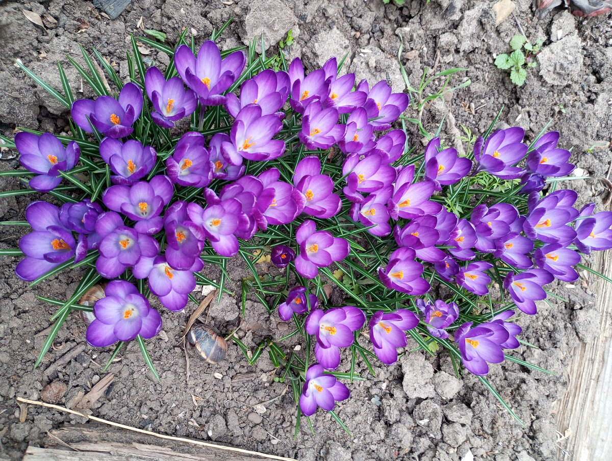 Для моих друзей. Милые цветы весны. 