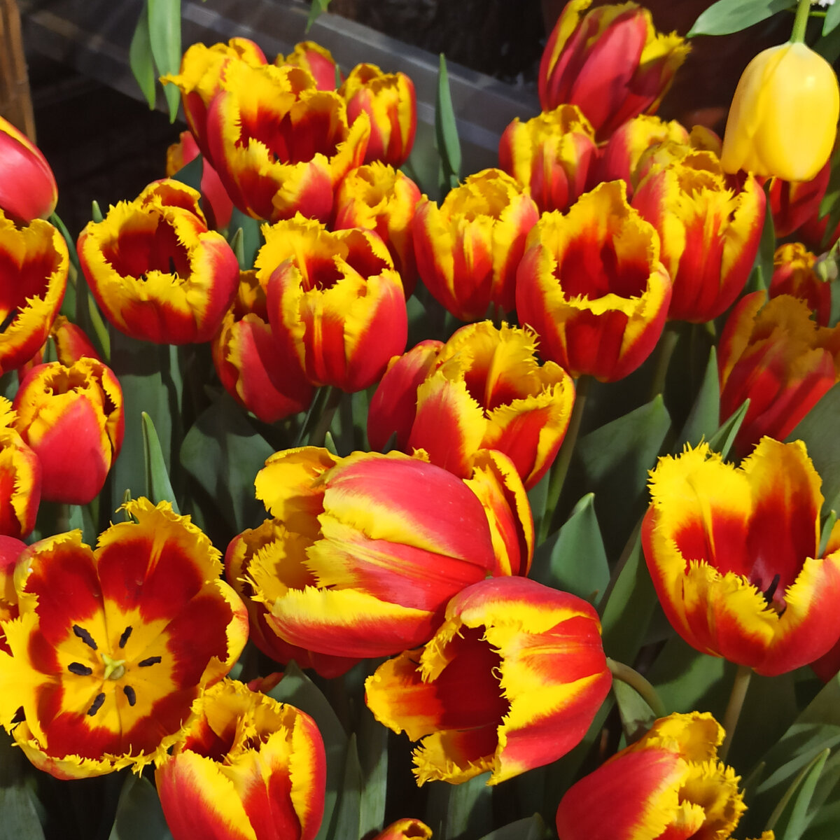 Море тюльпанов  
