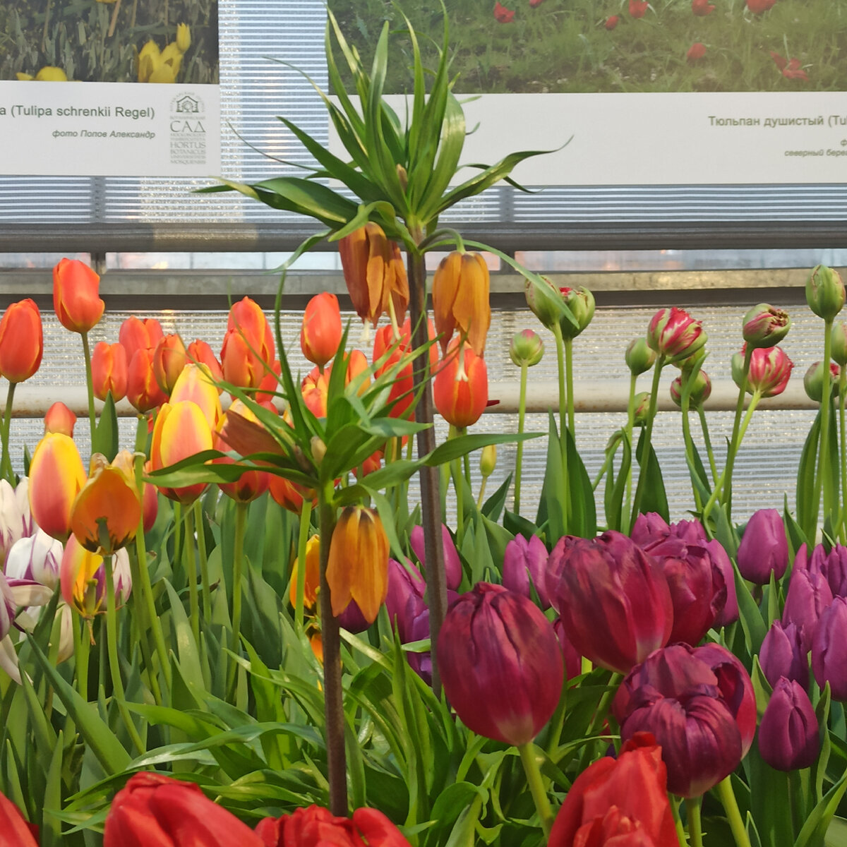 Рябчик императорский

