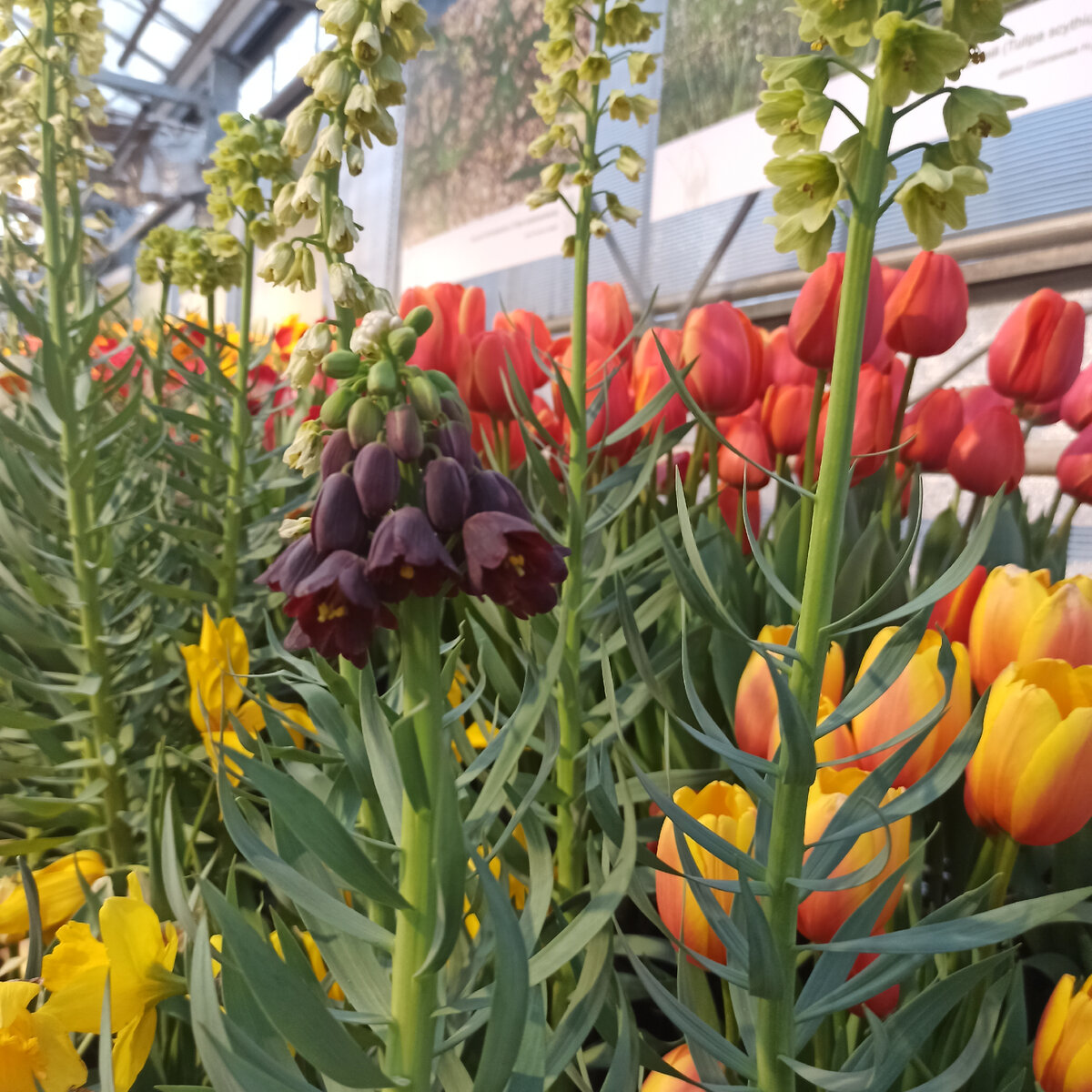 Рябчик персидский




