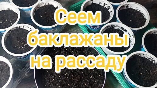 🍆Сеем баклажаны на рассаду🍆Огород на подоконнике🍆