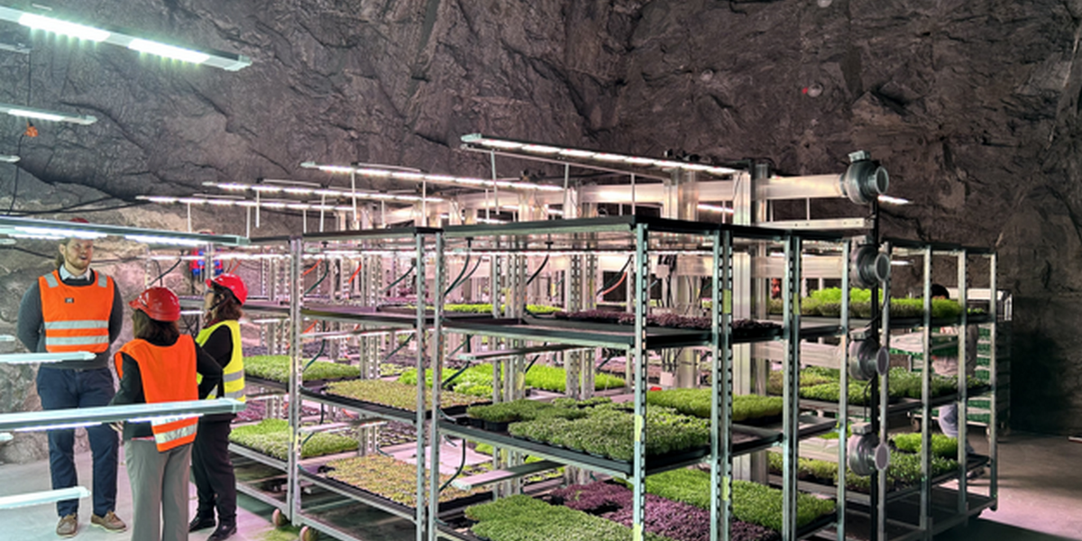 Фото: verticalfarmdaily.com
