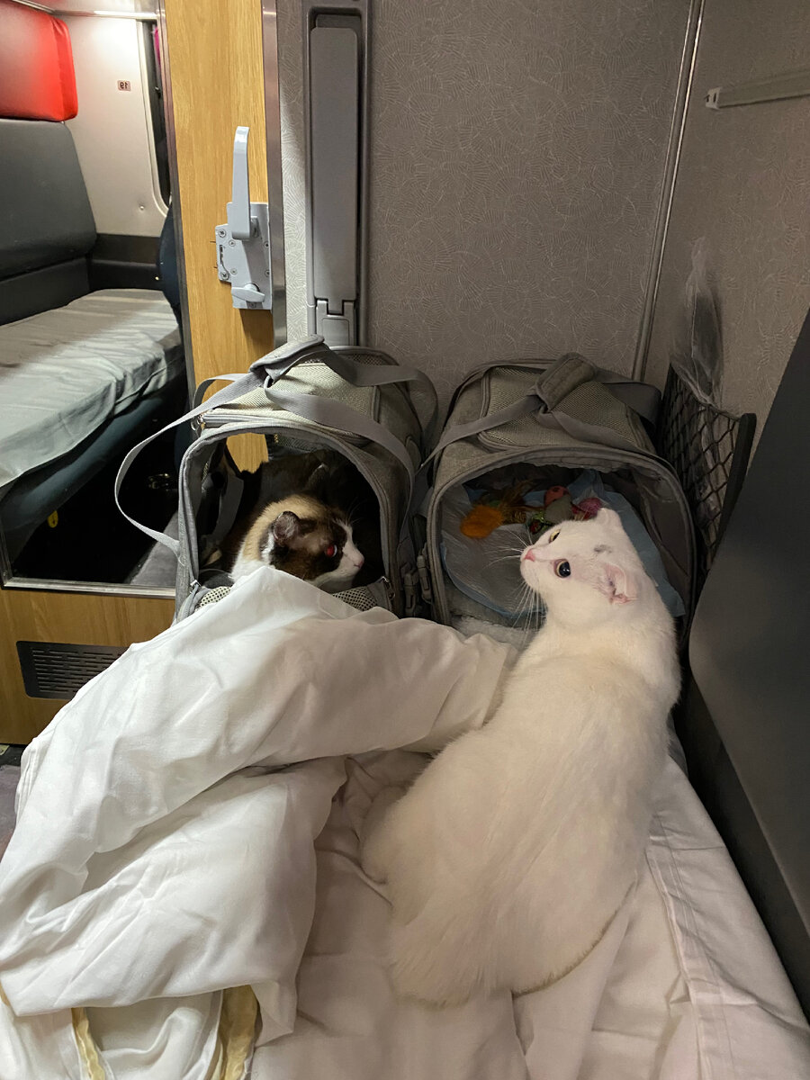 Первая ночь в поезде