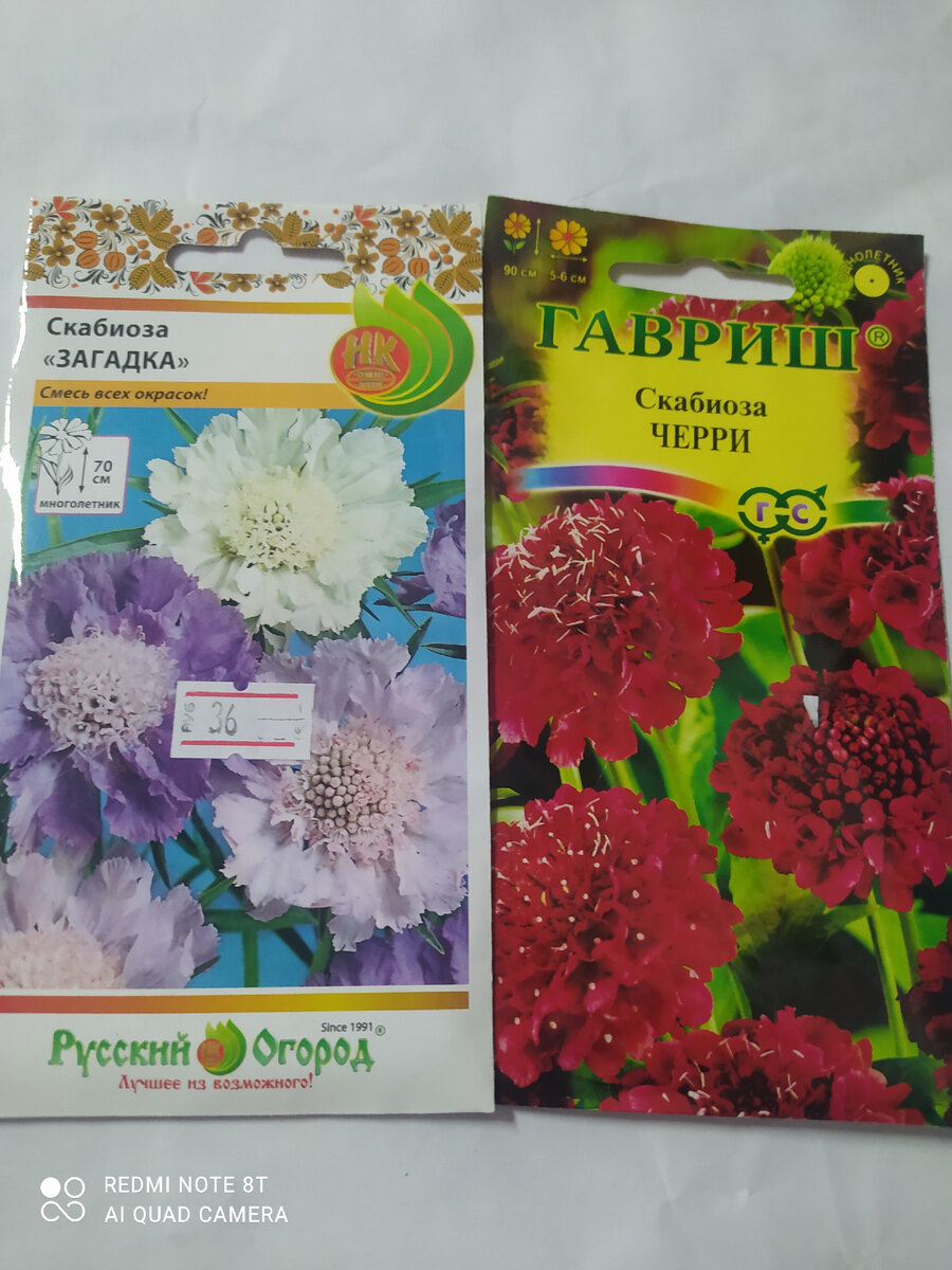 Скабиоза