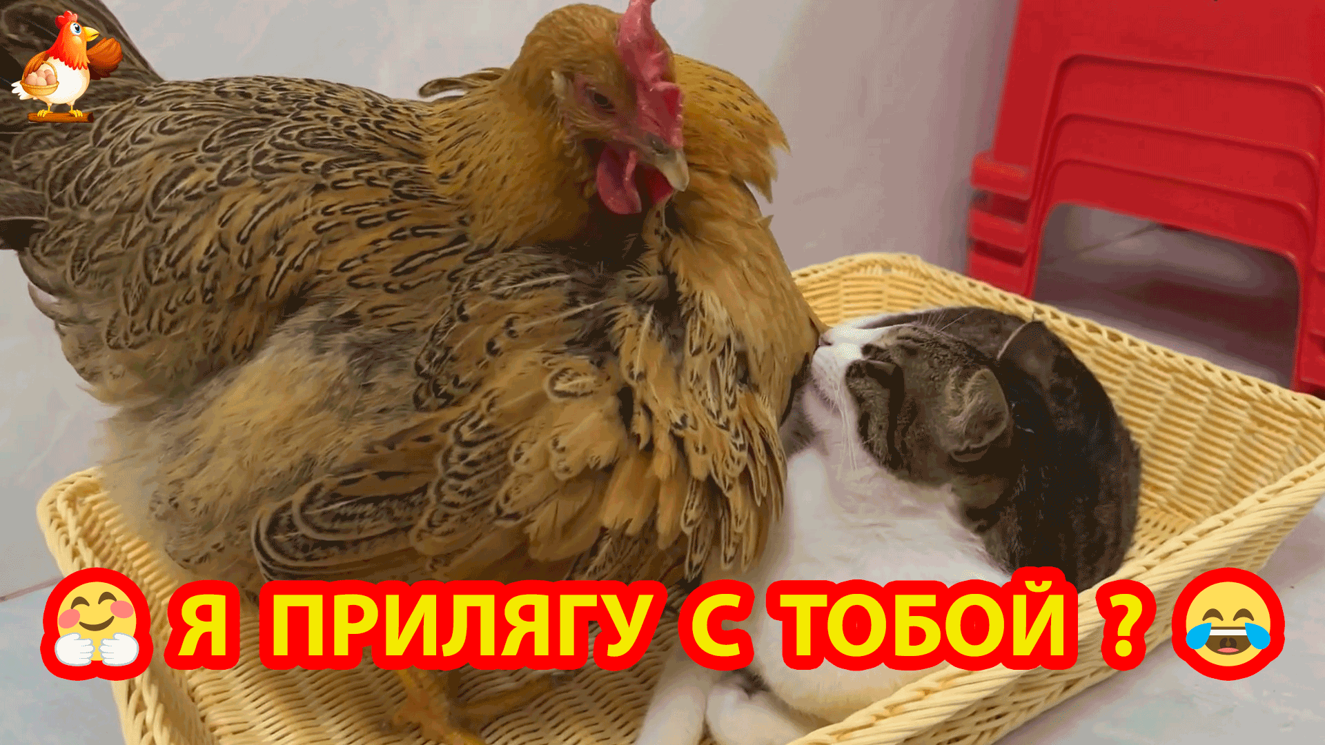 Настырная Курица прихорашивается перед сном с Котом 😂🥱😴