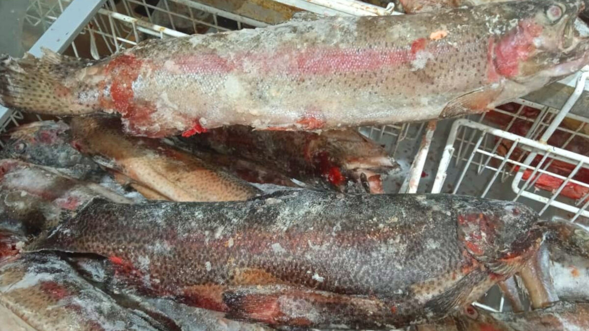 Вот эту черную, брать не советую