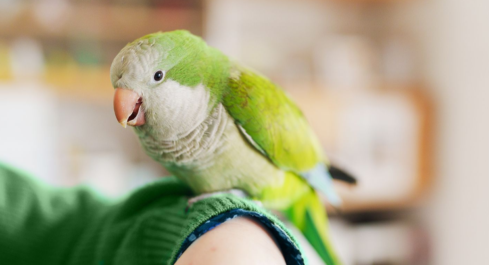 Орнитоз в Европе