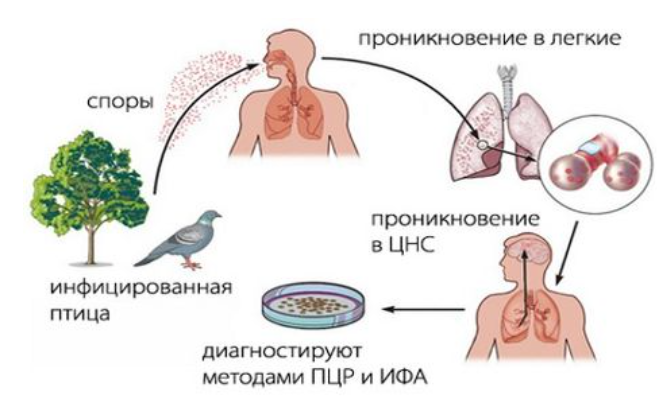 Памятка для населению. Орнитоз