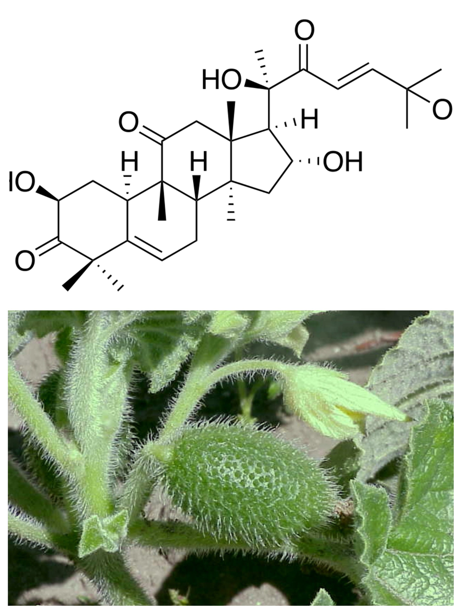 Кукурбитацин (сверху) и молодой плод бешеного огурца Ecballium elaterium, который содержит эти горькие вещества в огромном количестве. 