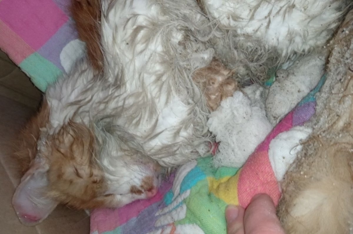    Кровь на снегу. В Самаре спасли кота Лучика, избитого шваброй