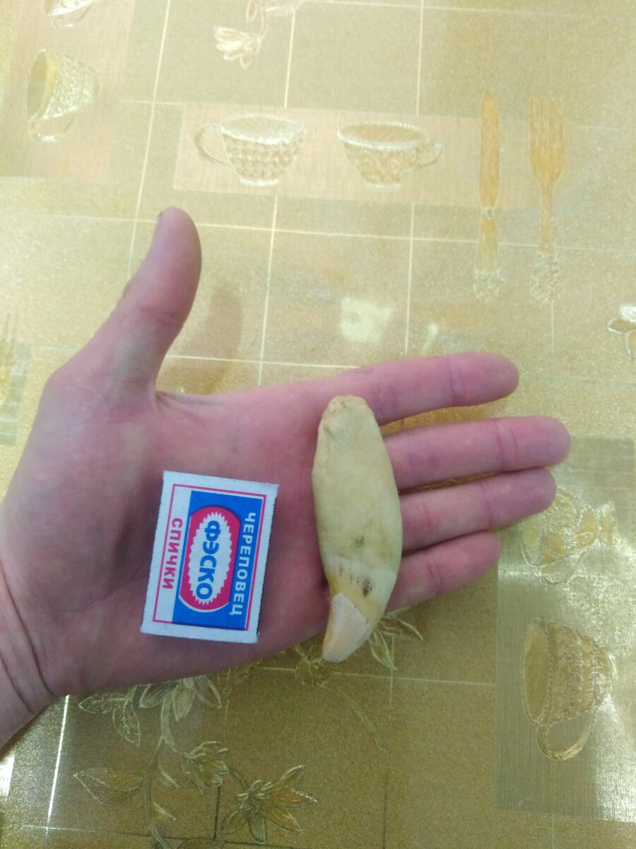 Настоящий медвежий клык. Не помню только с верхней или нижней челюсти. 