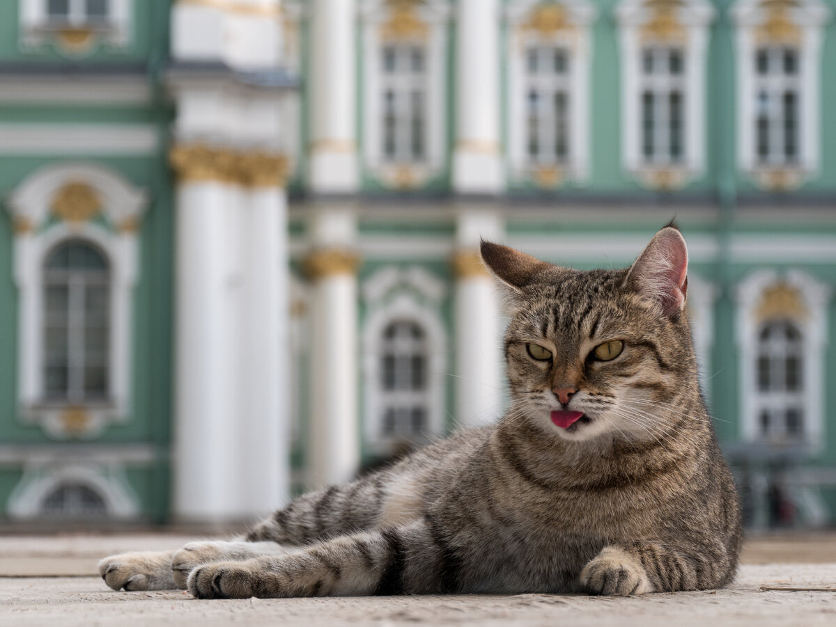 С 18 века коты – неизменно защищают экспонаты Эрмитажа от мышей и крыс