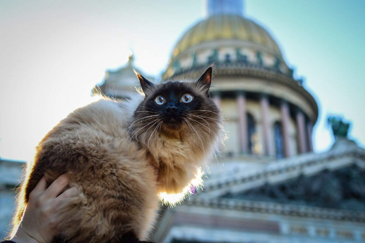 Сиамский кот на фоне Исаакиевского собора