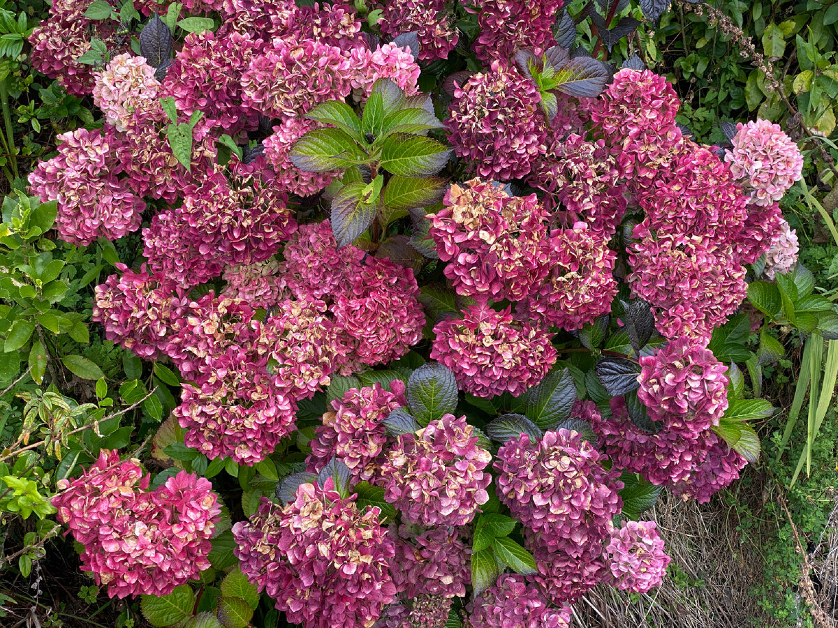 А вот такие цветы растут на новозеландском кладбище. Гортензия❤️