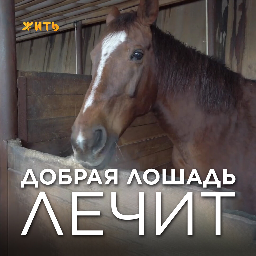 Давно доказано, что общение с животными помогает и взрослым, и детям с ментальными нарушениями. Особую роль в этом играет иппотерапия. И сегодня наша история как раз про это🐴  
В течение трёх лет на базе конного клуба «Аллегро» в Тюменской области проходят занятия для детей с ОВЗ. Каждый день сюда приходят по десять особенных ребят, которые нуждаются в помощи. Например, дети с аутизмом через лошадь учатся общаться. Когда малыш едет на лошади, то включается в состояние медитации. Это помогает бороться с внешними раздражителями. 

А руководит этим добрым процессом Константин Скоморох. Он принципиально делает занятия для ребят бесплатным, ведь понимает их необходимость в общении и зачастую сложное финансовое положение в семье. 

«Мне очень важно, чтобы проект для детей с ОВЗ был бесплатным. Я не могу взять денег с матери, у которой и так на многое не хватает. Разве что морковку для лошади можно принести», – говорит создатель проекта. 

Да мы бы за такие дела вёдрами морковку приносили. Согласны?😉🥕
