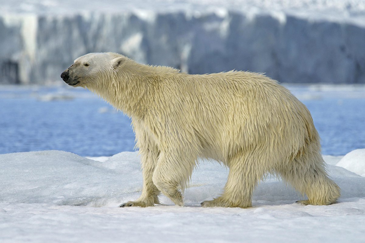    Беломедвежья перепись.