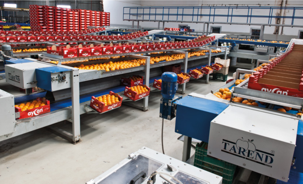 Одно из решений для калибровки фруктов. Tarend производит лини не только для яблок, но и для апельсинов, киви, томатов и других свежих фруктов.