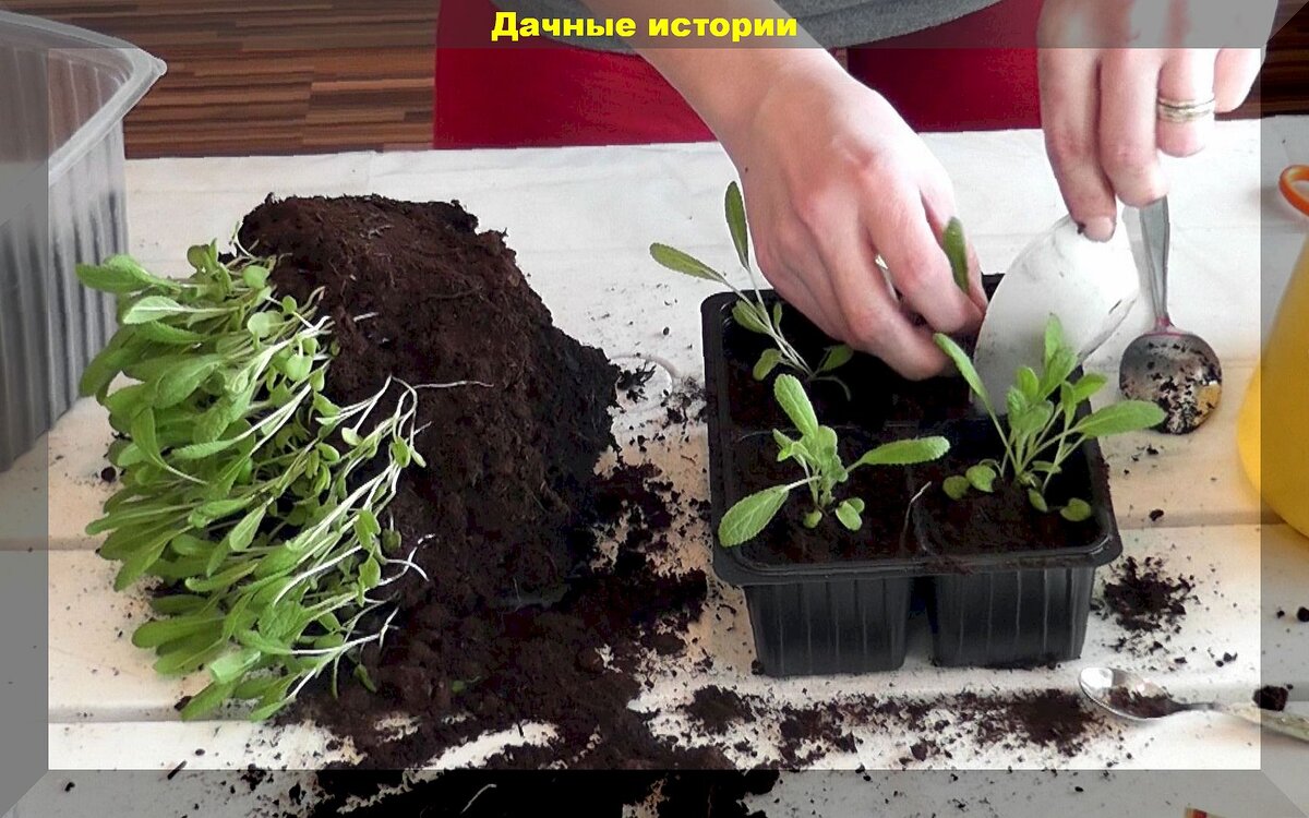https://vk.com/photo-159774511_457264562