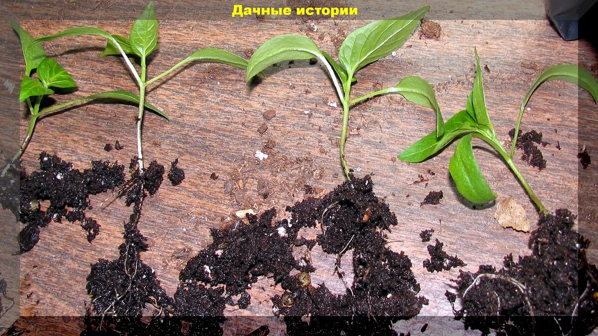 https://vk.com/photo-159774511_457264564