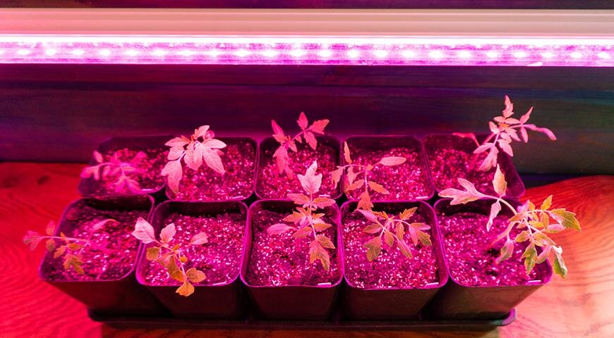 Рассада томатов под фито-лампой