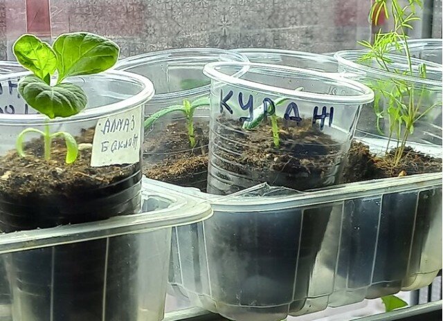 Моя рассада на конец апреля