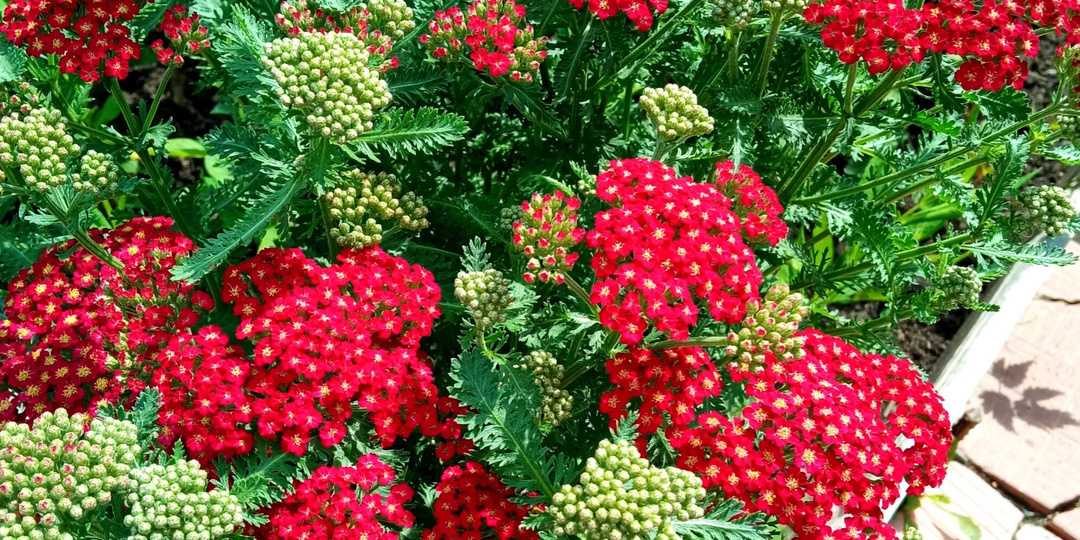 Цветы моего сада, за которыми я вообще не ухаживаю