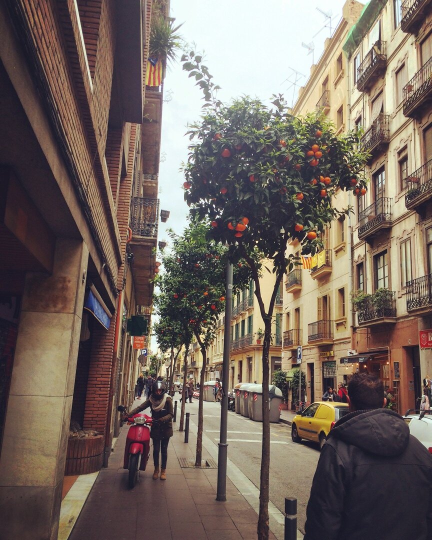 В Испании любят высаживать мандариновые деревья вдоль тротуаров.
