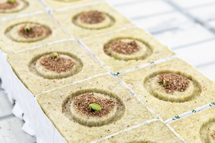    Начался выпуск новой продукции на заводе тепличных субстратов в Ростовской области