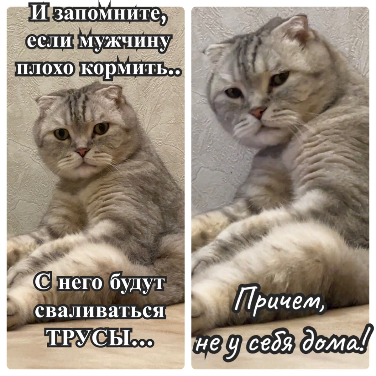 Имейте ввиду☝️😅 | Кот Марсик Брутальный шотландец | Дзен