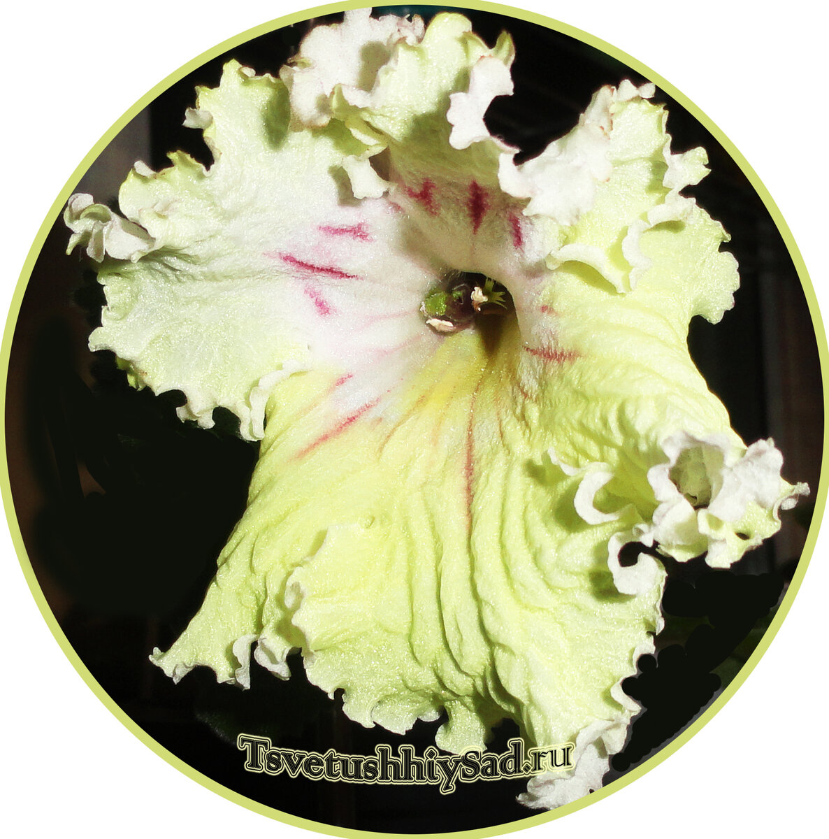 Стрептокарпус PAPOR