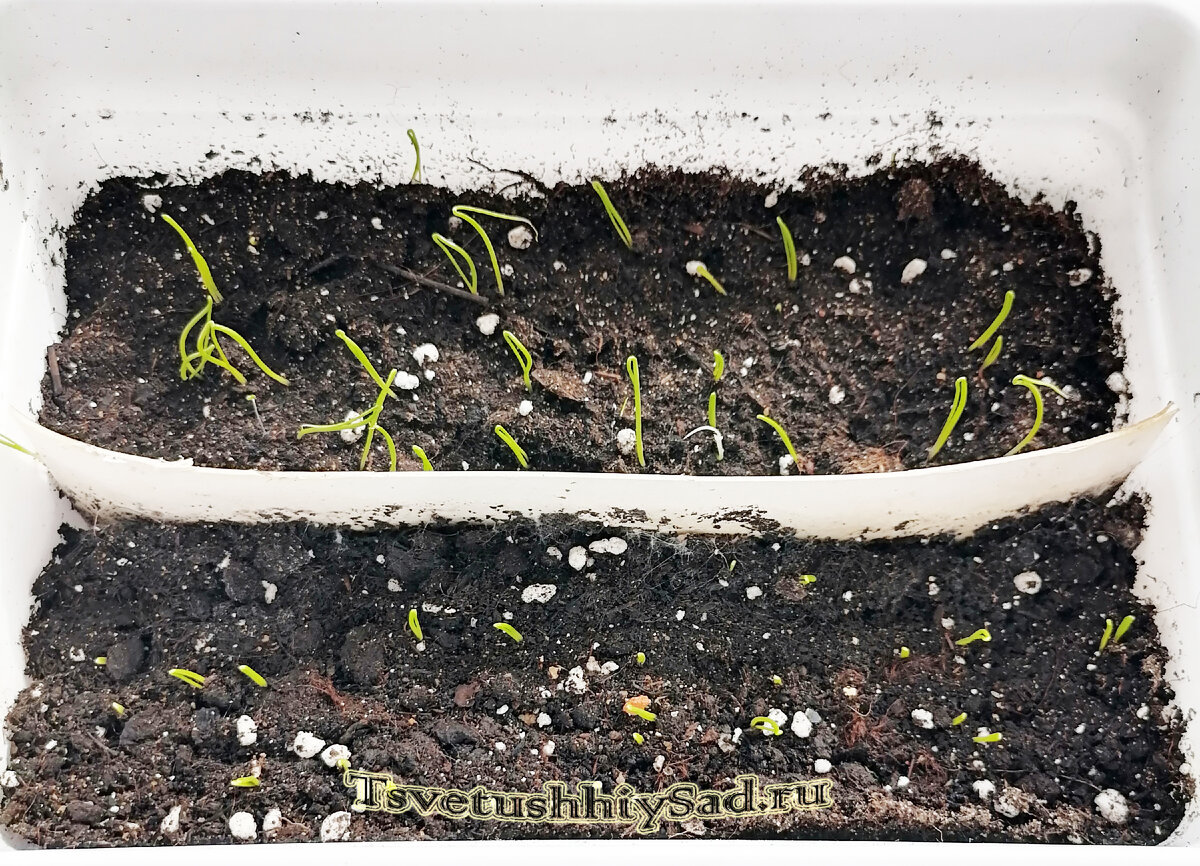 Лук Эксибишен рассада.