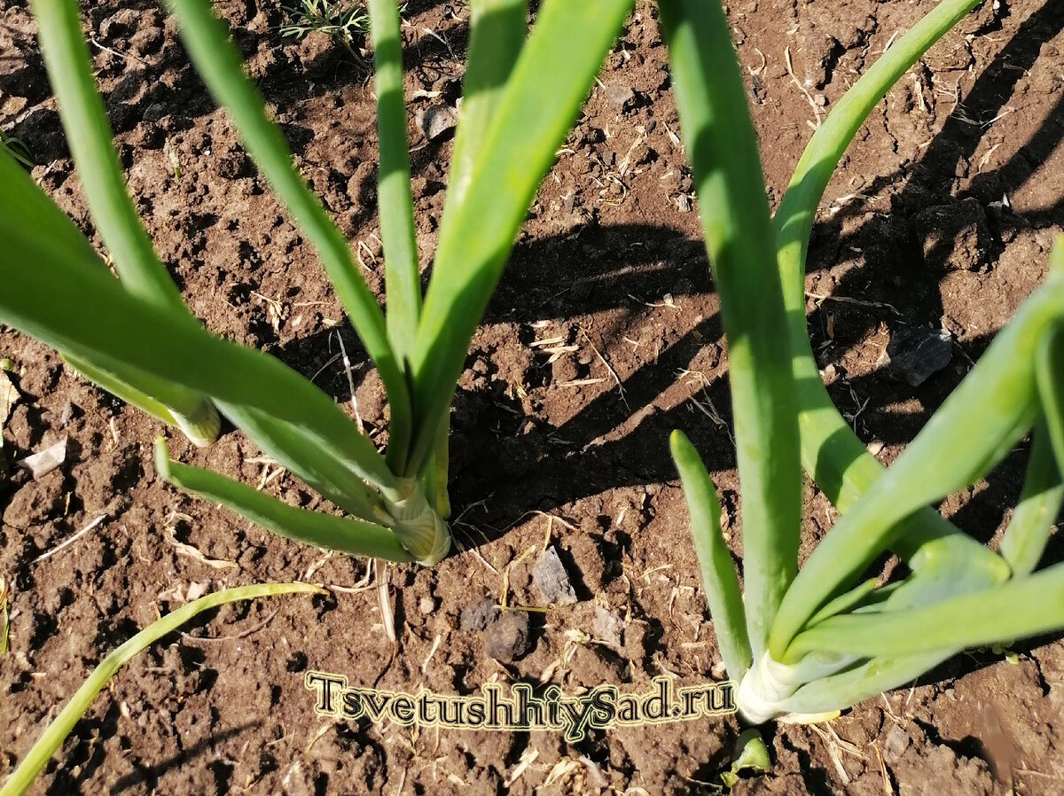 Лук репчатый