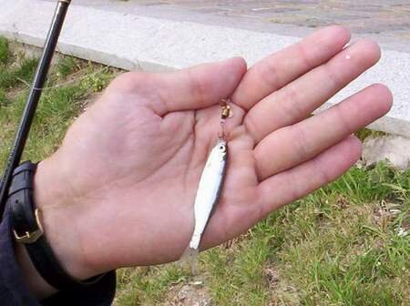 Рыба в сковородке вся одинакова!