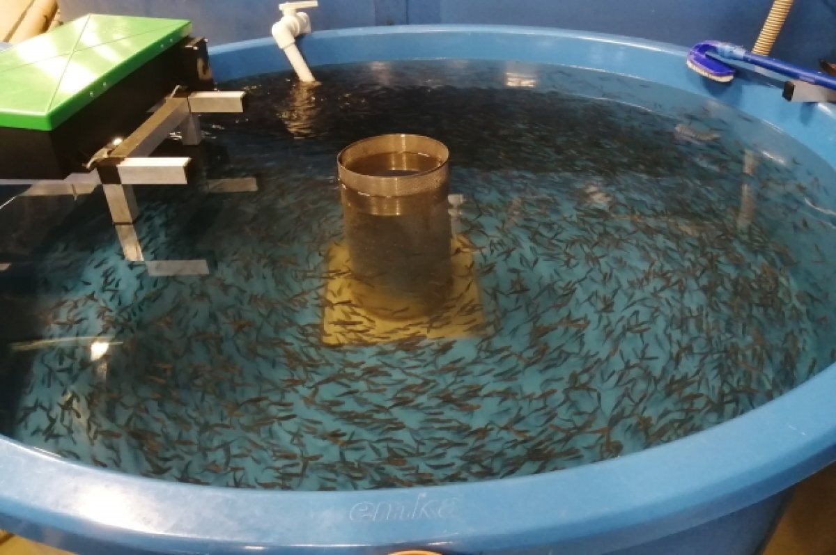    Гости познакомились с производством.