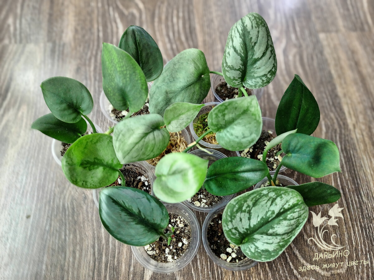 Все разные, чесслово! 