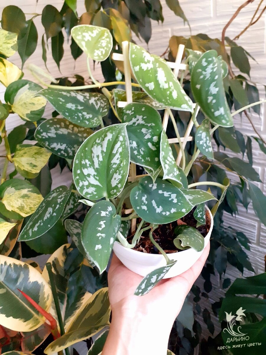 S. pictus 'Argyraeus'