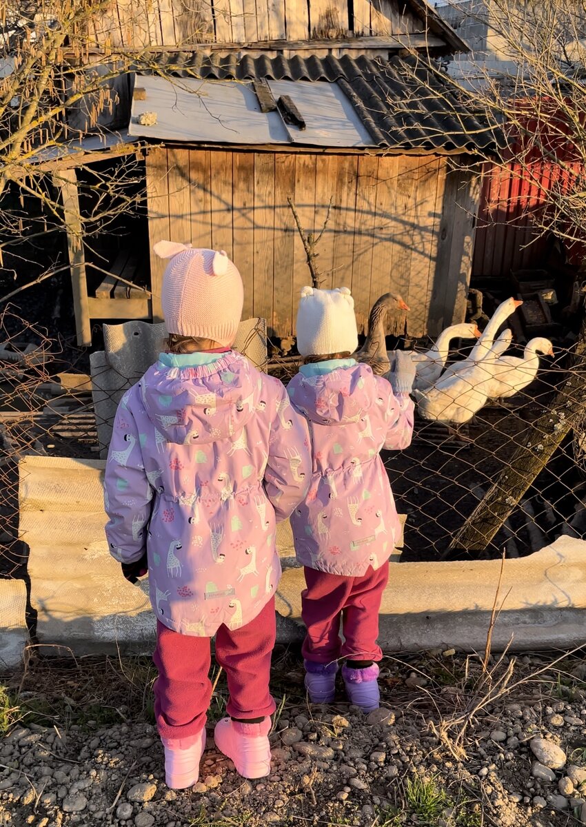 Кормим соседских гусей