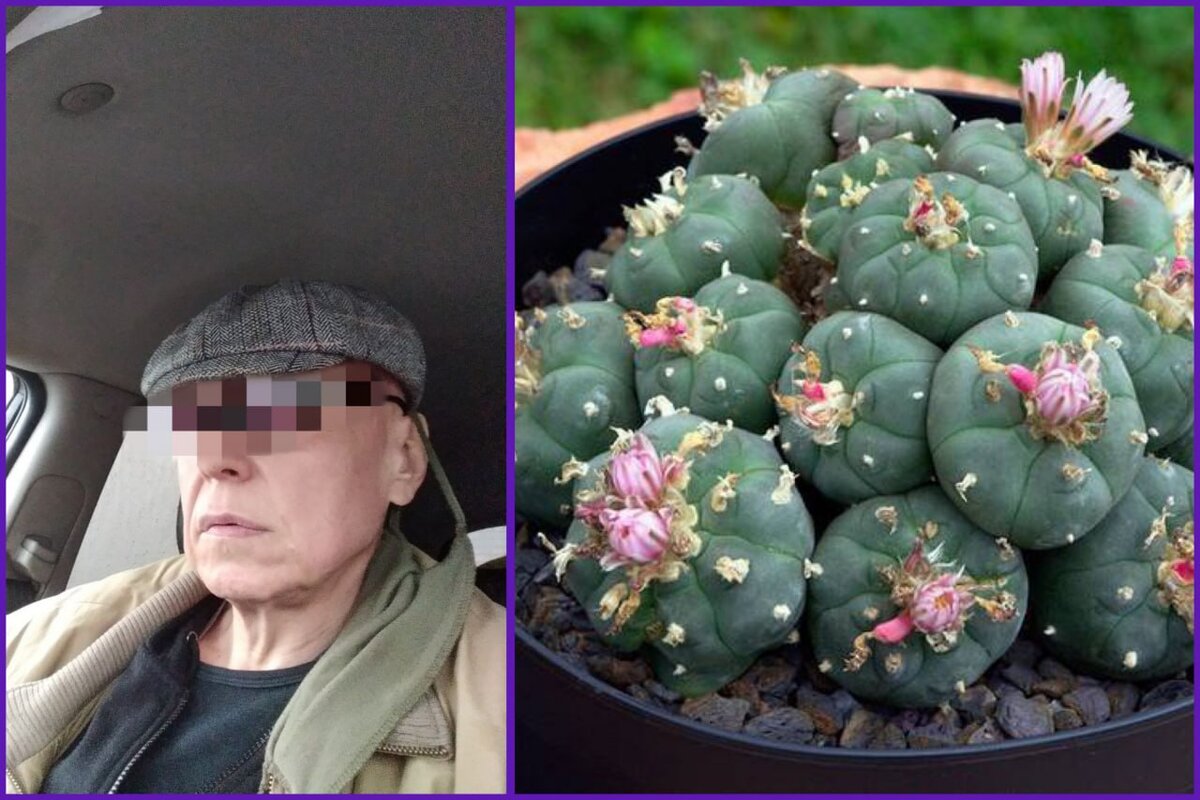 Николай и те самые кактусы