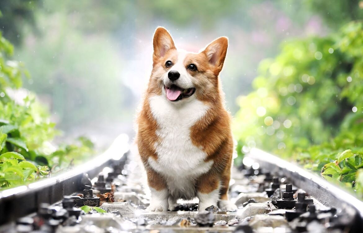  Корги обожает много кушать, что может привести к ожирению. При переедание снижается двигательная активность и создаётся дополнительная нагрузка на костно-мышечную систему.