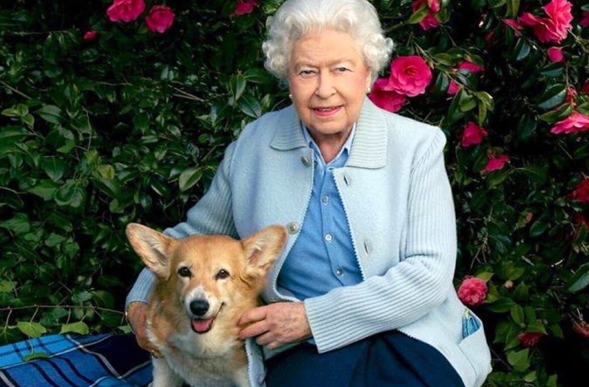  У королевы Елизаветы 2 за всю её долгую жизнь было около 30 собак породы корги, все они были потомками подаренной ей на 18-летие собаки Сьюзен.