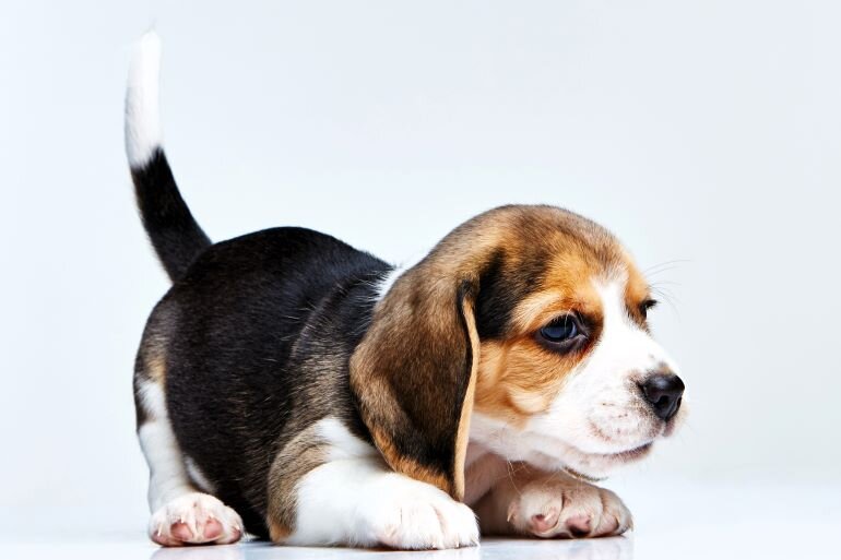  Мелких животных ( хомяк, хорёк, шиншилла и т.д ) они воспринимают как добычу. Сказываются охотничьи инстинкты.