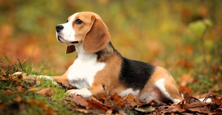  Представители породы Бигль заняли четвертое место в списке самых умных собак.