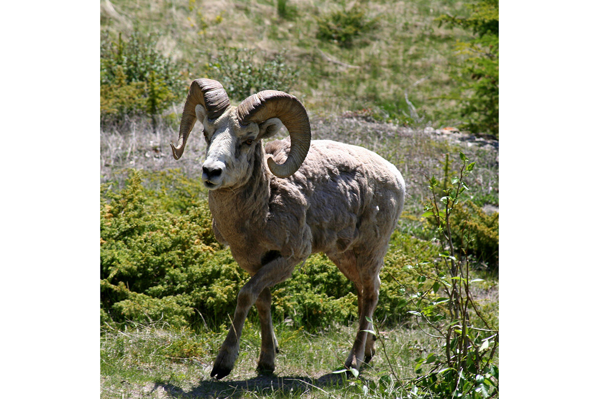 Richard Giddins /📷Самец толсторога