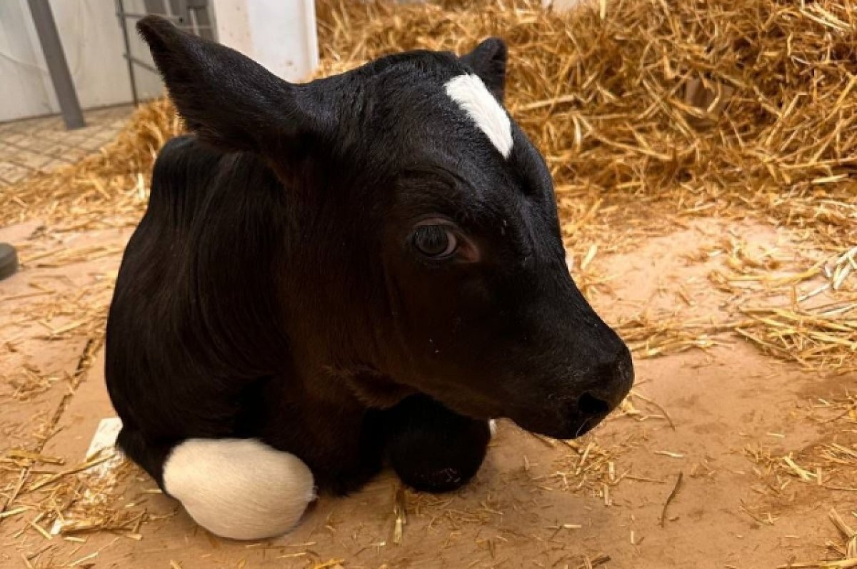    Клонячьи нежности.