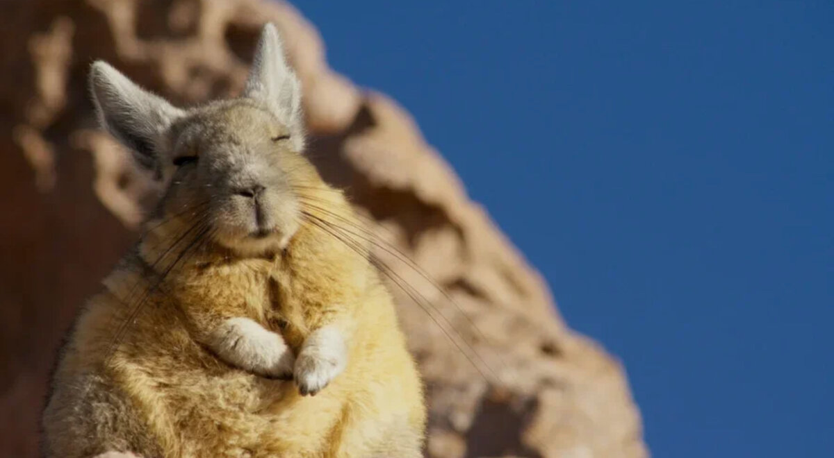 Насчёт трёх вы закроете глаза и погрузитесь в сон... Я сказал насчёт трёх, а не моментально!